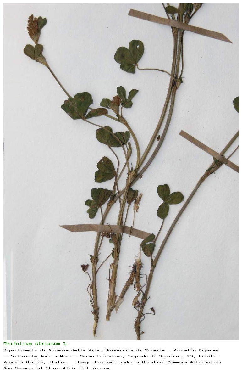 Trifolium striatum L.